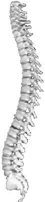 Vertebrae