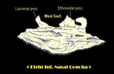Sagittal Sections