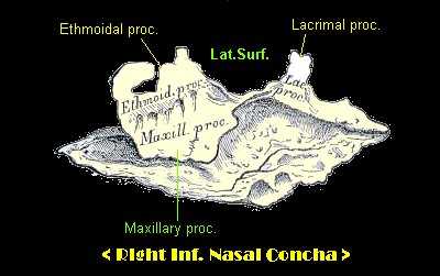 Sagittal Sections